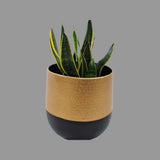 Black and Gold Planters